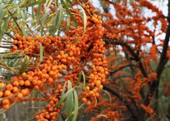 Ягоды облепихи помогут похудеть и улучшить здоровье — ученые назвали их суперпродуктом