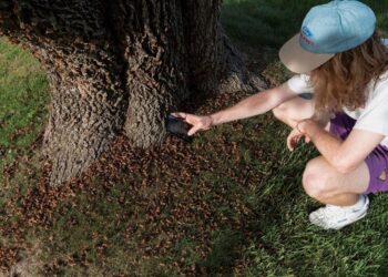 На США надвигается самое большое за 200 лет нашествие цикад