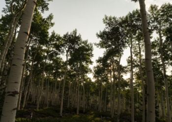 Самый большой живой организм на Земле медленно съедают