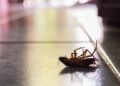 Тараканы выделяют опасные вещества, которые загрязняют воздух помещений