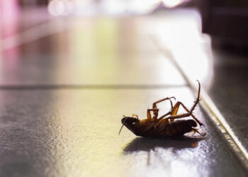 Тараканы выделяют опасные вещества, которые загрязняют воздух помещений
