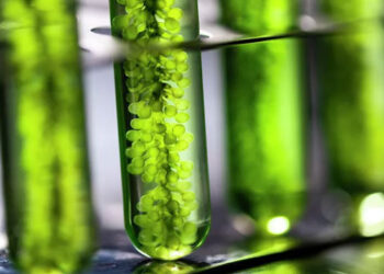 В ТулГУ удалось создать саморазлагающийся пластик из растений