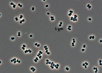 «Зомби-бактерия» из чистых комнат NASA могла пережить полёт к Марсу