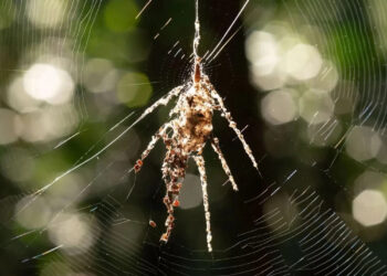 Ради выживания пауки-кругопряды создают из паутины собственных гигантских двойников