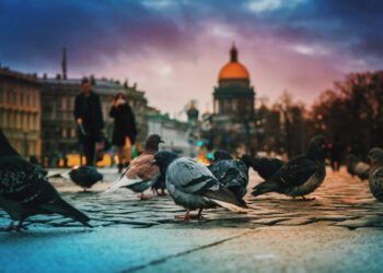 В России тестируют птиц-биодронов для наблюдения и разведки