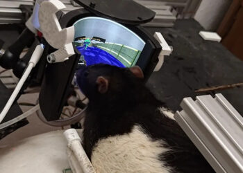 Крысы научились успешно истреблять виртуальных демонов в Doom II