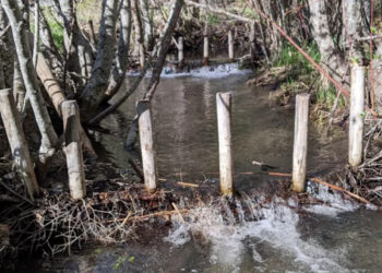 Бобровые плотины оказались идеальным инструментом для контроля за климатом северных регионов