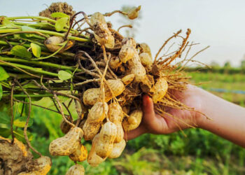 В России вывели новые сорта арахиса, чтобы уйти от его импорта