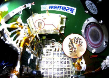 На китайской космической станции «Тяньгун» вывели бабочку в условиях невесомости