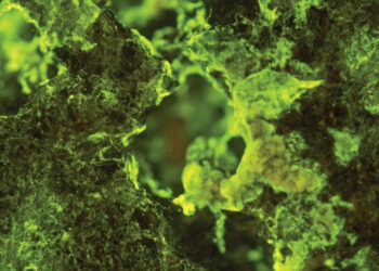 Микробы на МКС раскрыли секрет эффективной добычи металлов с астероидов