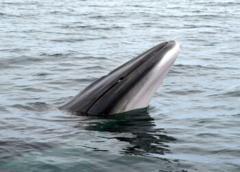 В Норвегии впервые обнаружили следы древней ловушки для китов