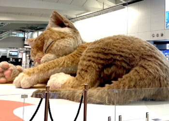 В аэропорту Гонконга поселилась гигантская пушистая кошка