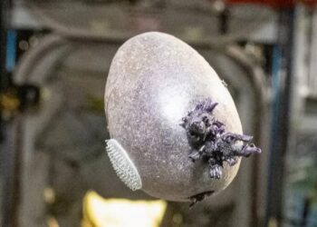 Почти как в «Марсианине»: астронавт NASA вырастил на МКС картошку и назвал ее «Спудник»
