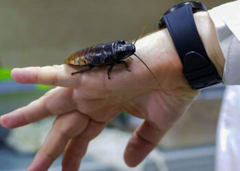 Тараканы помогут в обеспечении жизнедеятельности орбитальных станций