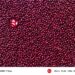 Глава Xiaomi показал, на что способна камера Leica в новом Xiaomi 17 Max
